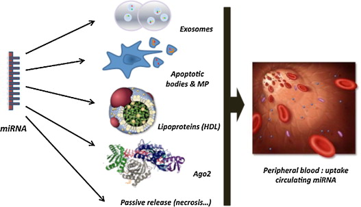 MicroRNAs: The Potential Biomarkers in Plant Stress Response